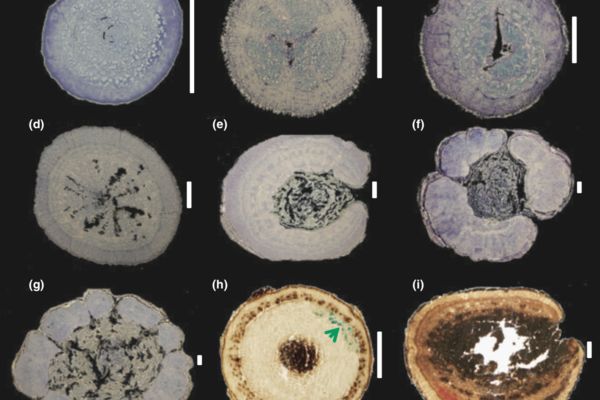 ontogenetic series of anatomic fragmentatioon in a desert hemichamaephyte white bar is 1 mm salguero gomez casper 2011a new phytol