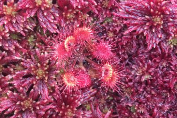 seedling of drosera rotundifolia grown in greenhouse conditions credit r salguero gomez