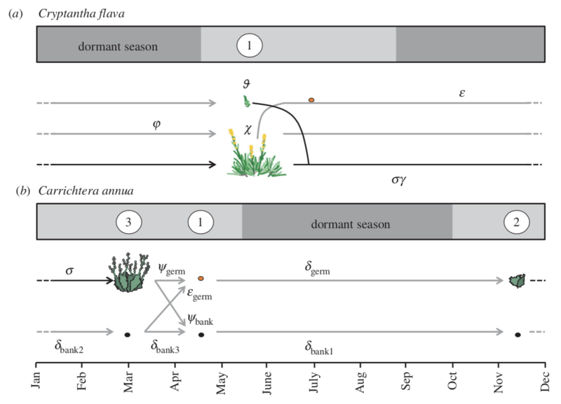 life cycle of cryptantha flava a and carrichtera annua b used to study effects of climate change in desert plants salguero gomez et al ptrsb