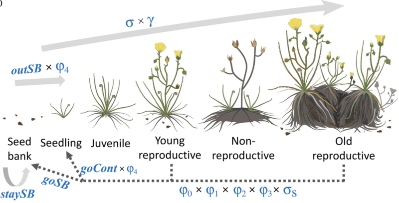 lifecycle of the endemic fire dependent drosophyllum lusitanicum paniw et al 2017 j appl ecol