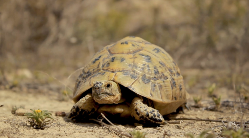 Fig 2. Frame of spur-thighed tortoise (Testudo graeca) from the short documentary film The eyes of the land. Marcos Altuve 