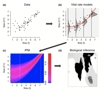 workflow for integral projection models ipms merow et al 2014 mee